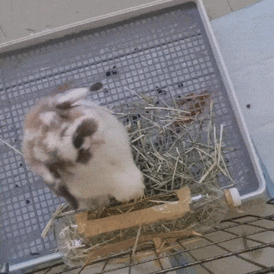 Dango's Litterbox with Grid